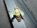 1st Cicada (36)