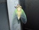 1st Cicada (62)
