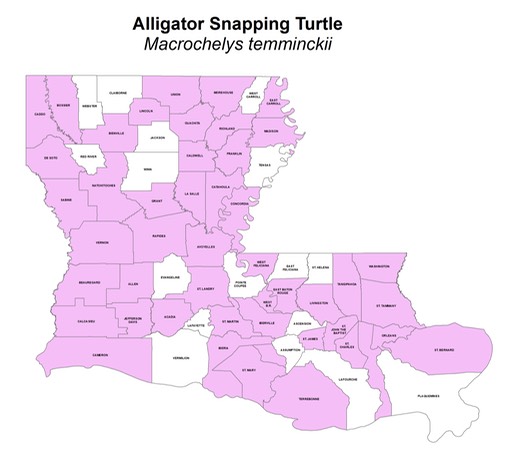 Alligator Snapping Turtle