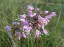 Allium cernuum (Nodding Wild Onion) 3
