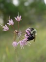 Allium cernuum (Nodding Wild Onion) 5 Flat Rock