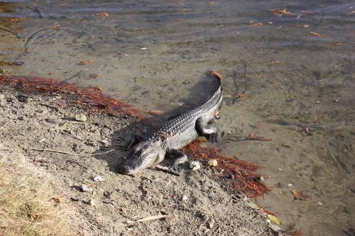 American Alligator Alachua County