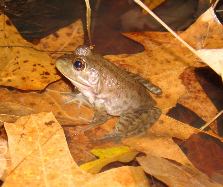 American Bullfrog Natchez Trace