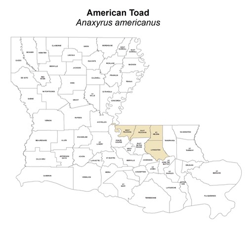 American Toad