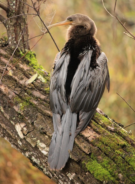 Anhinga1 (2)