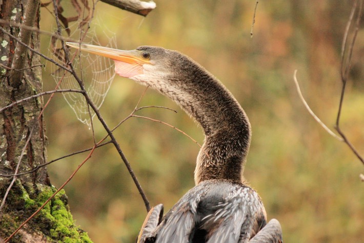 Anhinga2 (2)