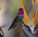Anna's Hummingbird (2)