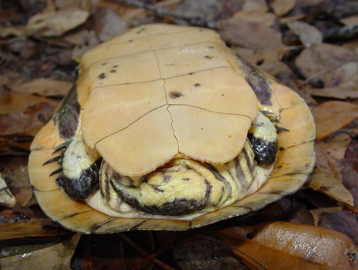 Apalachicola National Forest 031