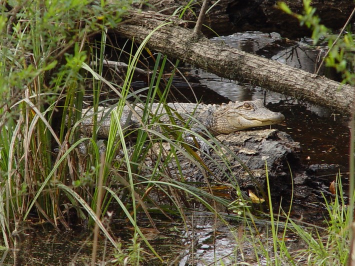 Apalachicola National Forest 301