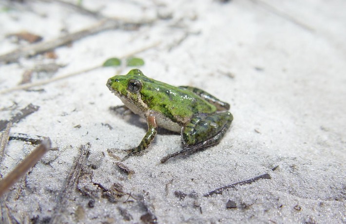 Apalachicola National Forest 050