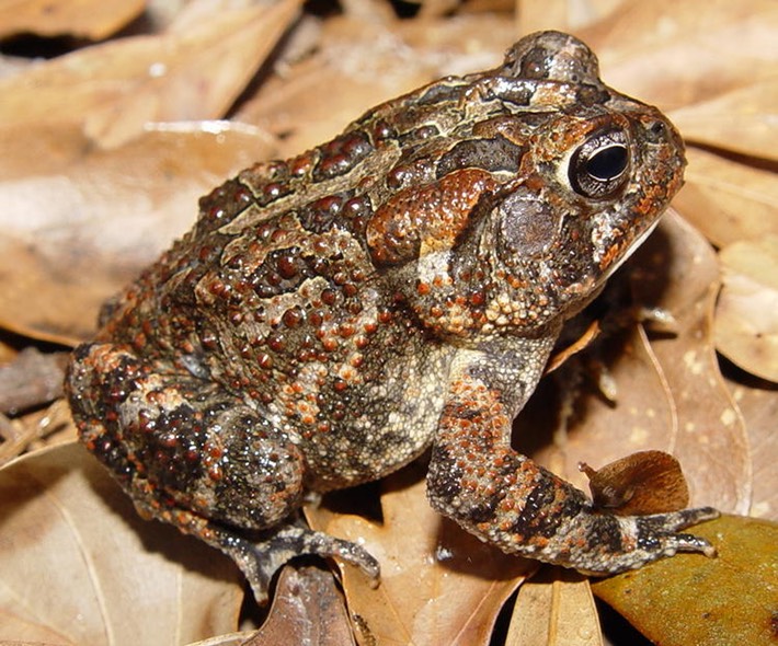 Apalachicola National Forest 195