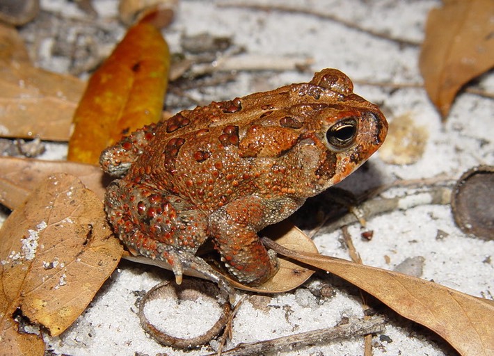 Apalachicola National Forest 202