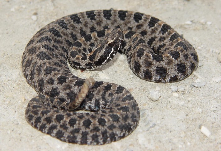 Pygmy Rattlesnake 1.jpg
