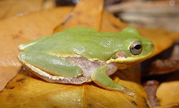 Apalachicola National Forest 008