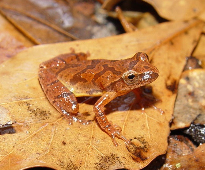 Apalachicola National Forest 020 (2)