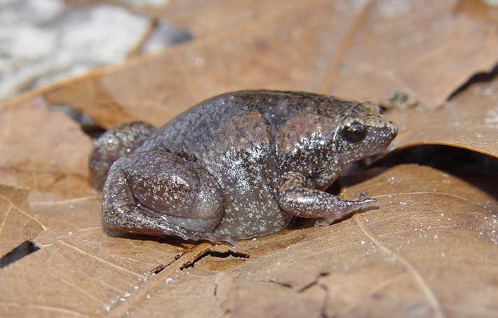 Apalachicola National Forest 040