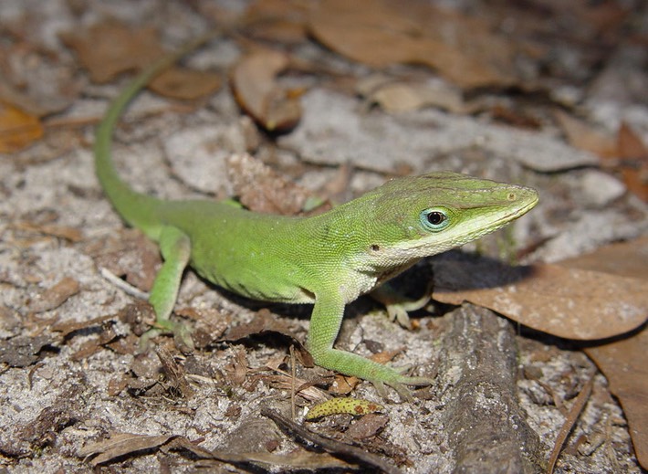 Apalachicola National Forest 103