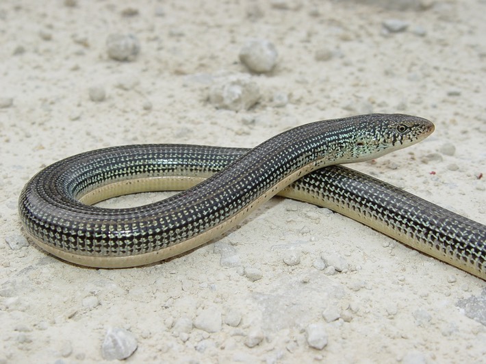 Apalachicola National Forest 261