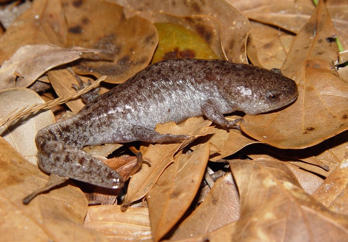 Apalachicola National Forest 189