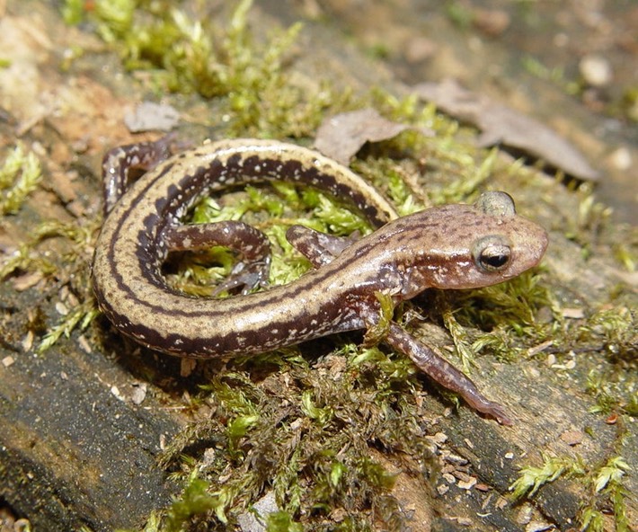Apalachicola National Forest 138 EGUT