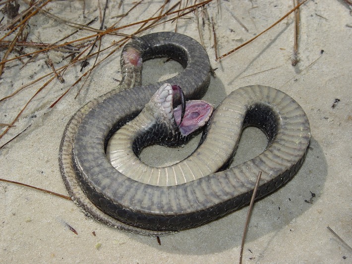 Hog-nosed Snake 2.jpg