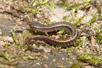 Apalachicola National Forest 116