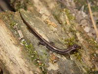 Apalachicola National Forest 121