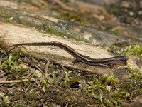Apalachicola National Forest 128