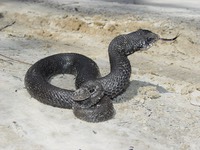 Apalachicola National Forest 072