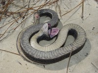 Apalachicola National Forest 073