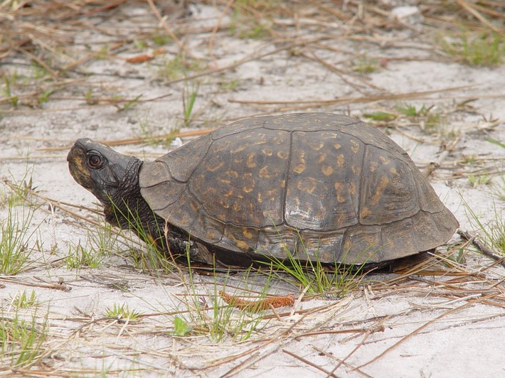 Apalachicola National Forest 241