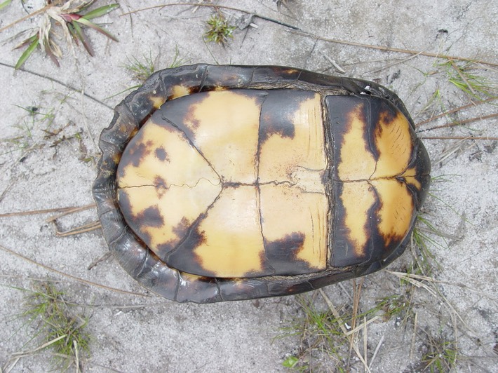 Apalachicola National Forest 237