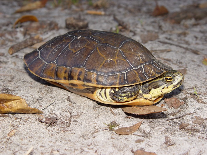 Apalachicola National Forest 113
