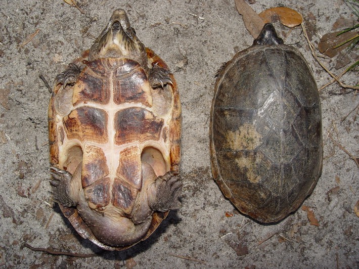 Apalachicola National Forest 077