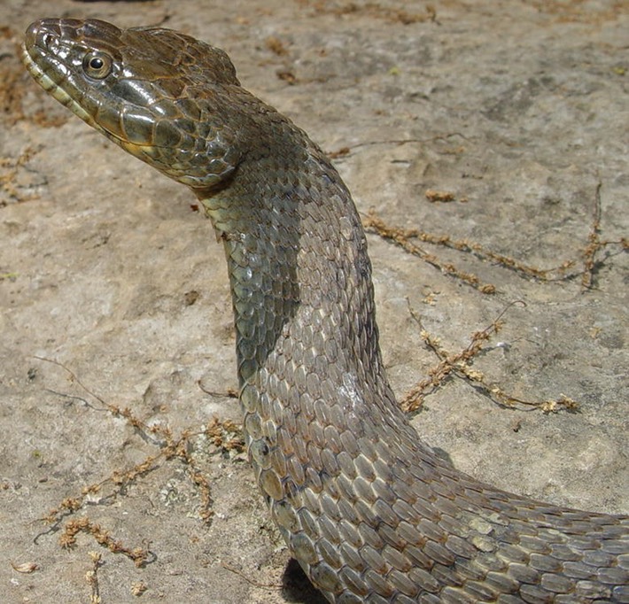 Northern Watersnake SRNB 2.jpg