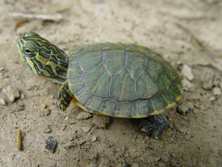 Artillery Monument 183
