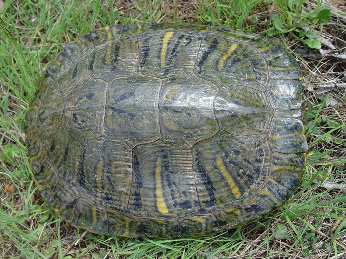 Artillery Monument (37)
