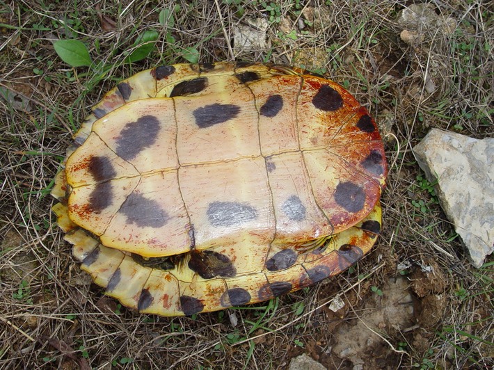 Artillery Monument (38)