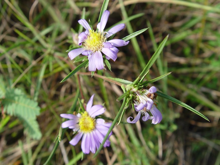 Aster paludosus (Southern Aster) 3