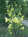 Aureolaria flava (Yellow False Foxglove) 2