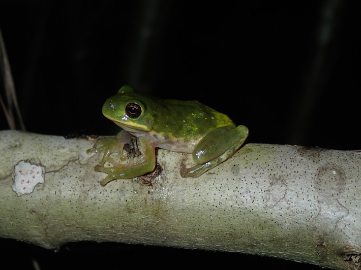 Barking Treefrog Hancock County, MS