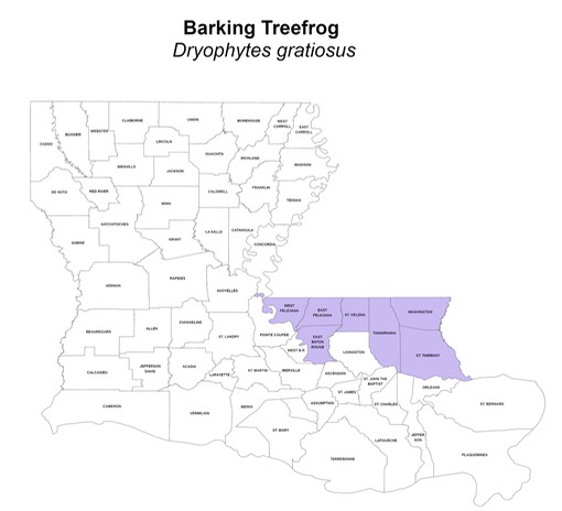 Barking Treefrog