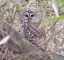 Barred Owl (2)