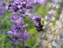 bee 1st ave Nashville