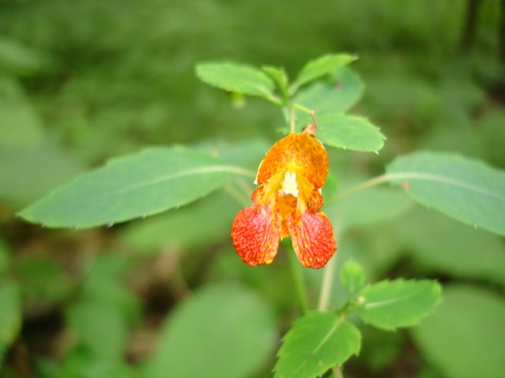 Big Oak Tree State Park - 002