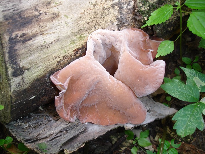 Big Oak Tree State Park - 018