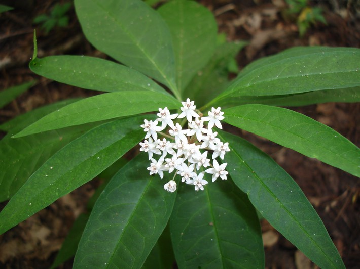 Big Oak Tree State Park - 001