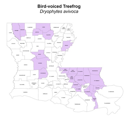 Bird-voiced Treefrog