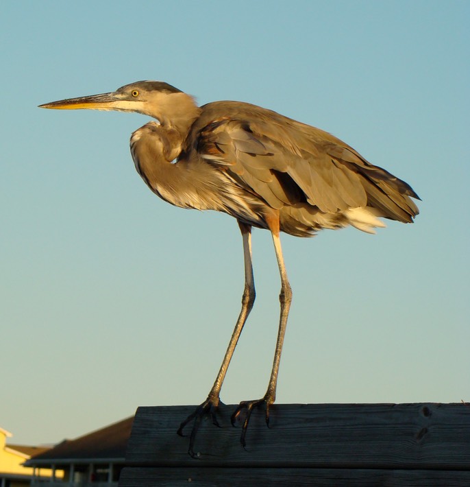 BIRDS