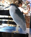 Black-crowned Night Heron (2)